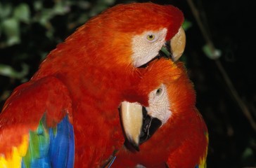 Scarlet Macaw, ara macao, Pair Courting © slowmotiongli