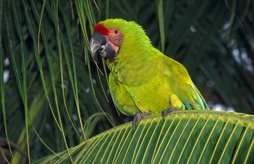 Great Green Macaw or Buffon's Macaw, ara ambigua, Adult standing on Branch © slowmotiongli
