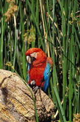 Red-and-Green Macaw, ara chloroptera