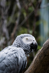 Portrait d'un perroquet gris du Gabon
