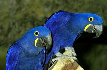 Hyacinth Macaw, anodorhynchus hyacinthinus