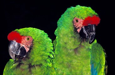 Military Macaw, ara militaris, Pair standing against Black Background © slowmotiongli