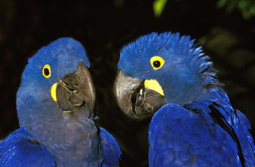 Hyacinth Macaw, anodorhynchus hyacinthinus