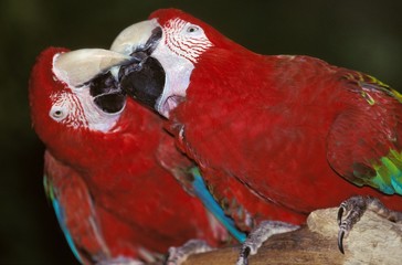 Red-and-Green Macaw, ara chloroptera, Pair Courting © slowmotiongli