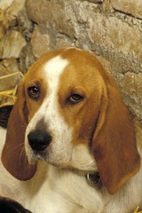 Portrait of Artois Hound Dog, Female