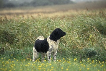 Fototapeta premium Frisian Water Dog standing in Flowers