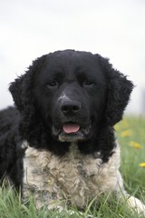 Frisian Water Dog laying on Grass