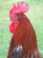 coq majestueux