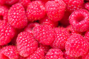 Raspberry fruit background. Selected freshly picked ripe red juicy raspberries.Fruit macro, top view