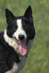 Portrait of Karelian Bear Dog with Tongue out