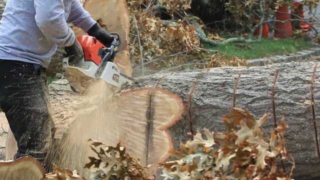 Landscaper using chainsaw to slice the trunk of a tree that fell during a storm on Long Island New York.