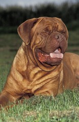 Bordeaux Mastiff Dog, Adult laying on Grass