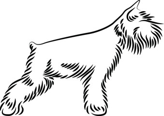 Simple Line Art of Mini Schnauzer Dog