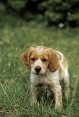 Brittany Spaniel Dog, Pup standing on Grass