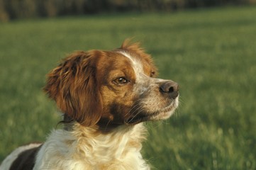 Portrait of Brittany Spaniel Dog