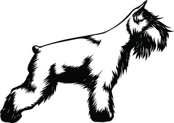 Mini Schnauzer Dog Side View