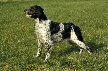 Brittany Spaniel Dog standing on Grass