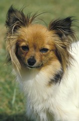 Portrait of Papillon Dog or Continental Toy Spaniel