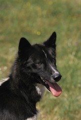 Portrait of Greenland Dog