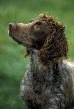 Portrait of Pont Audemer Spaniel Dog, a French Breed