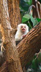 baby silver marmoset on ma tree