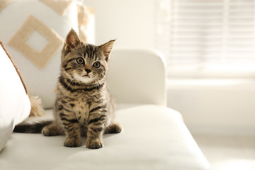 Cute tabby kitten on sofa indoors, space for text. Baby animal