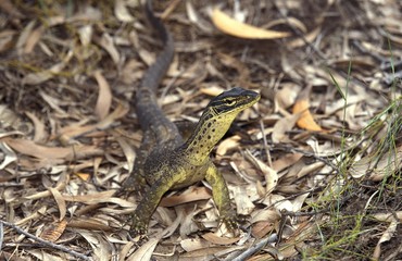 Yellow-Spotted Monitor, varanus panoptes, Australia