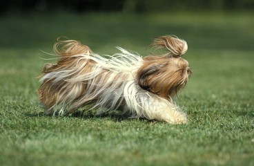 Shi Tzu Dog running on Grass