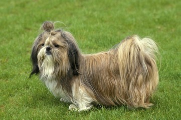 Shi Tzu Dog standing on Lawn