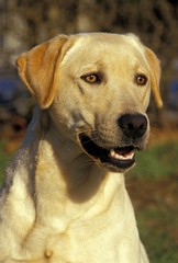 Portrait of Yellow Labrador Retriever Dog