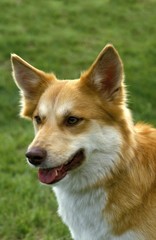 Siberian Laika Dog, a Breed from Russia, Portrait of Adult