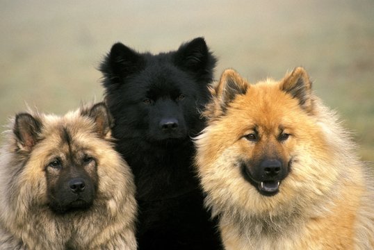 Portrait of Eurasier Dog or Eurasian Spitz