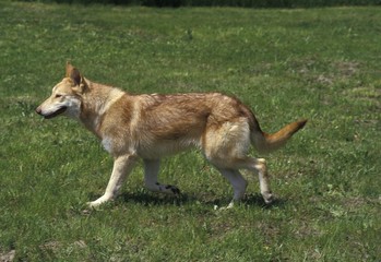 Naklejka na ściany i meble Saarloos Wolfhound, Dog Breed from Netherlands