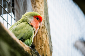 Perruche colorée inséparable rose gorge ou agapornis roseicollis © PicsArt
