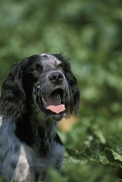English Setter Dog, Portrait of Adult
