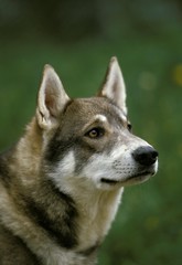 Naklejka na ściany i meble Siberian Laika Dog, a Breed from Russia, Portrait of Adult