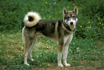 Naklejka na ściany i meble Siberian Laika Dog, a Breed from Russia