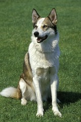 Siberian Laika Dog, a Breed from Russia