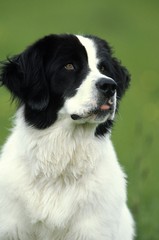 Landseer Dog, Portrait of Female