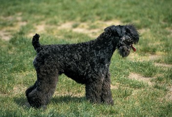 Kerry Blue Terrier Dog