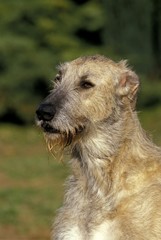 Irish Wolfhound, Portrait of Adult with Tongue out