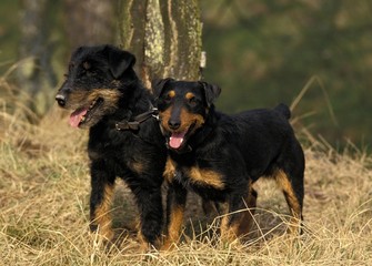 Jagd Terrier Dog