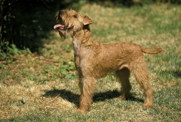 Irish Terrier Dog standing on Grass