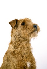 Portrait of Irish Terrier Dog against White Background