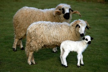 Thones and Marthod Domestic Sheep, Ram, Ewe and Lamb