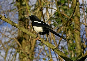 Black Billed Magpie or European Magpie, pica pica, Normandy