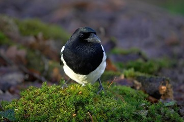Black Billed Magpie or European Magpie, pica pica, Normandy