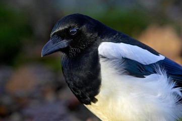 Black Billed Magpie or European Magpie, pica pica, Normandy