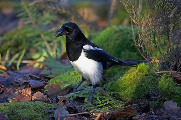 Black Billed Magpie or European Magpie, pica pica, Adult calling, Normandy