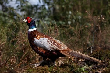 Common Pheasant, phasianus colchicus, Male, Normandy